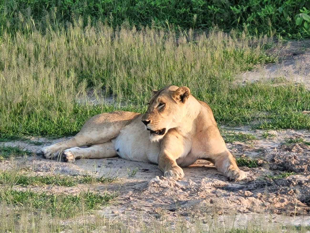 Löwin an der Chobe Riverfront