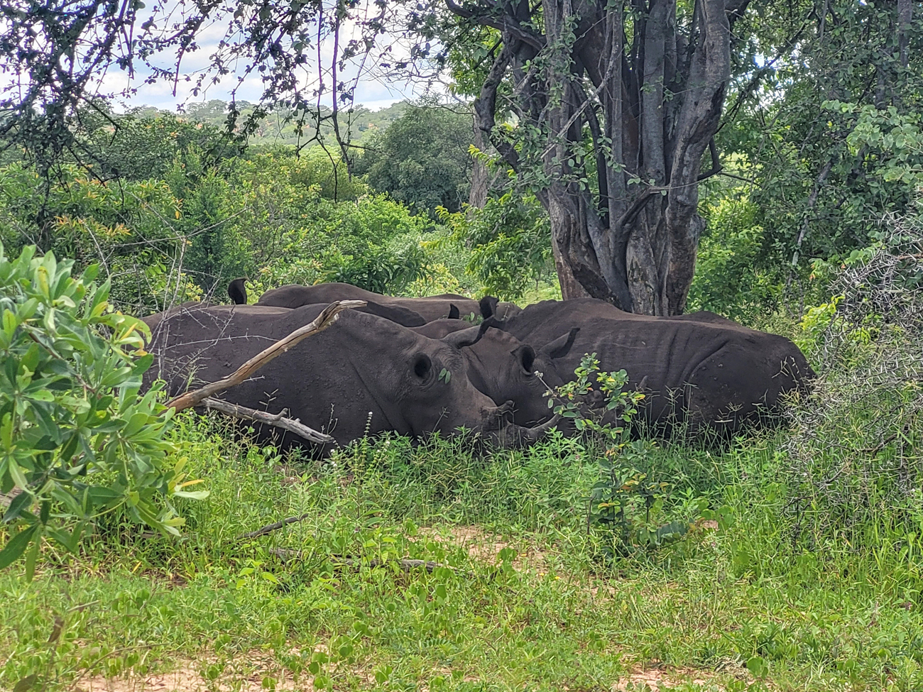 Sleepy Rhinos - Visit to Thorntree River Lodge 