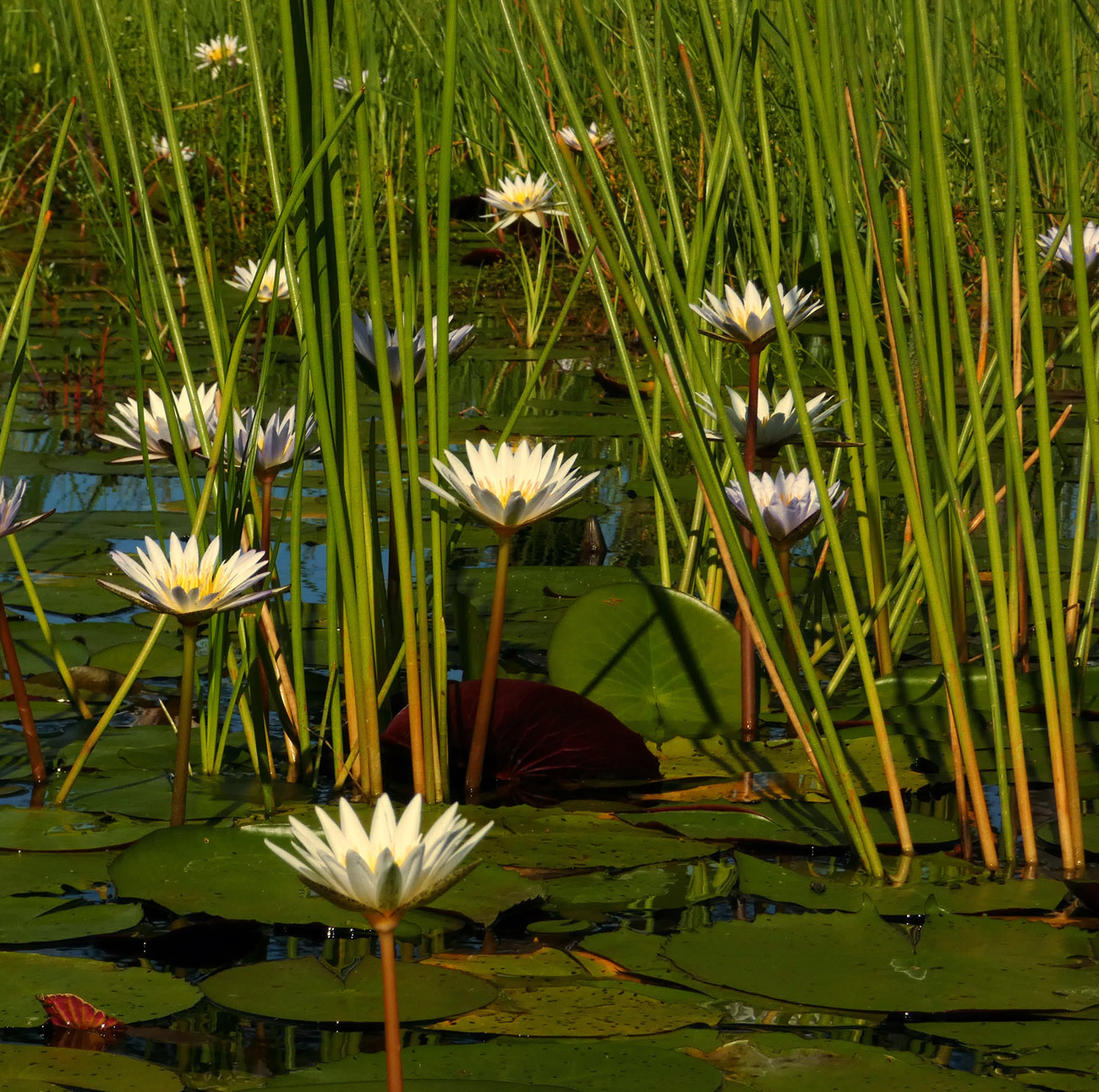 Wasserlilien im Okavango Delta 