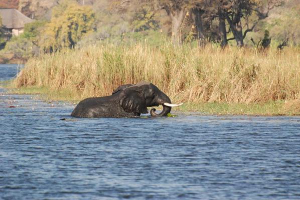 Elefanten durchschwimmen den Chobe Fluss um an das jeweils andere Ufer zu kommen