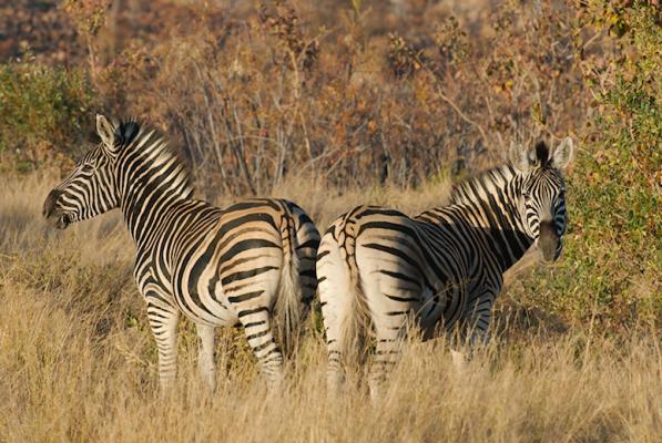Zebras im Welgevonden Game Reserve