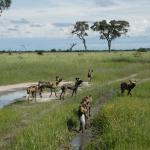 Wildhunde im Chobe Nationalpark