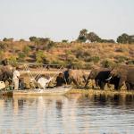 Bootsfahrt auf dem Chobe Fluss in Kasane, Botswana 