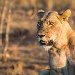Botswana Safari - Löwin an der Chobe River Front