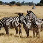 Zebras im Moremi Nationalpark