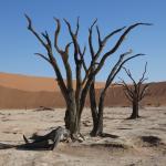 Dead Vlei, Namibia