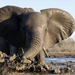 Elefant am fotografischen Unterstand in Mashatu