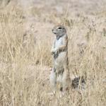 Erdhörnchen in der Kalahari - Selbstfahrer Camping Trip Botswana