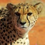 Gepard - Bagatelle Kalahari Lodge 