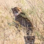 Geparden in der Kalahari 