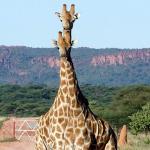 Giraffen am Waterberg in Namibia 