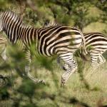 Zebras im Bushwa Private Game Reserve