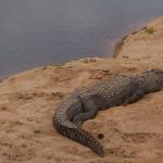 Krokodil im Krüger Nationalpark