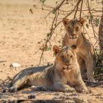 Löwen in der Hobatere Concession in Namibia 