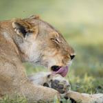 Löwin in der Mogothlo Concession in Botswana 