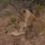 Löwin mit Nachwuchs - Manyoni Game Reserve