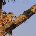 Leopard an der Chobe Riverfront