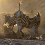 Zebra Migration Meno a Kwena 