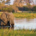 Elefant am Khwai River - Safari Botswana