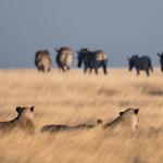 Löwen und Zebras Onguma Game Reserve