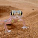 Ein Palmato Gecko 