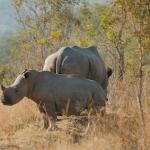 Rhinos Welgevonden Game Reserve