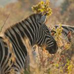 Zebra im Welgevonden Game Reserve