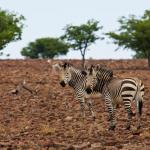 Zebras auf dem Grootberg Plateau in Namibia 