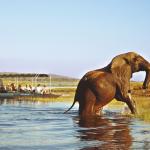 Ein Elefant überquert den Chobe River 