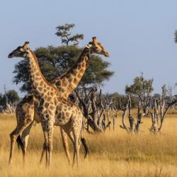 Giraffen Bullen - Ngamo Plains