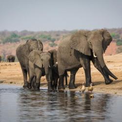 Botswana Safari - Elefanten am Chobe Fluss 