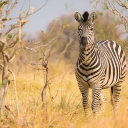 Botswana Safari - Zebra in Khwai