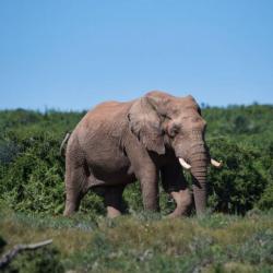 Elefant im Addo Nationalpark Südafrika - Südafrika Mietwagen Rundreise Kalahari Calling