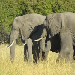 Namibia - Elefanten im Mahango Nationalpark