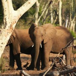 Selbstfahrer Südafrika - Elefanten im Fiebertree Wald 