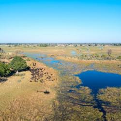 Das Okavango Delta aus der Luft erleben
