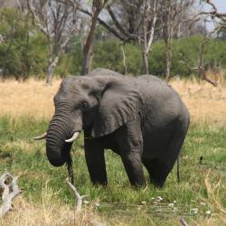 Elephant im Moremi Game Reserve