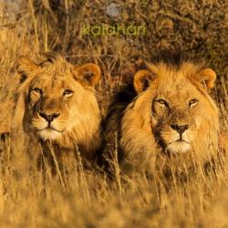 Löwen in der Kalahari