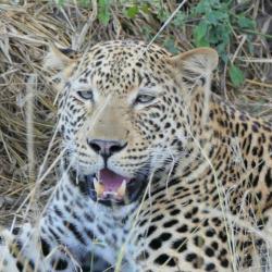 Leopard Mankwe Retreat - Okavango & Kalahari 