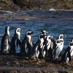 Pinguine bei Lüderitz
