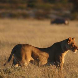Löwin in der Kalahari 