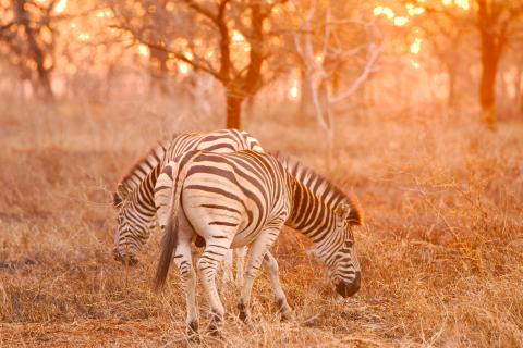 Sundower mit Zebras im Manyoni Game Reserve 
