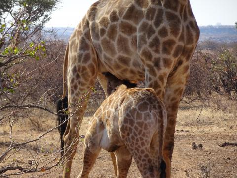 Giraffen im Mapungubwe NP