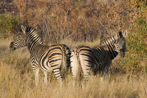 Zebras im Welgevonden Game Reserve