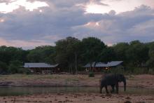 Elefant im Verney's Camp