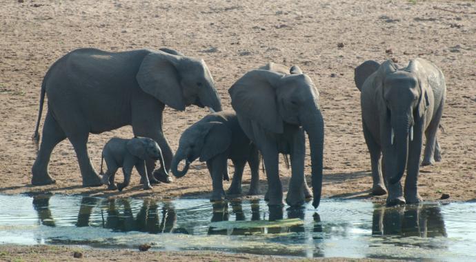 Elefanten im Mapungubwe Nationalpark