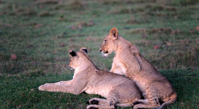 Löwenjunge im Gondwana Game Reserve