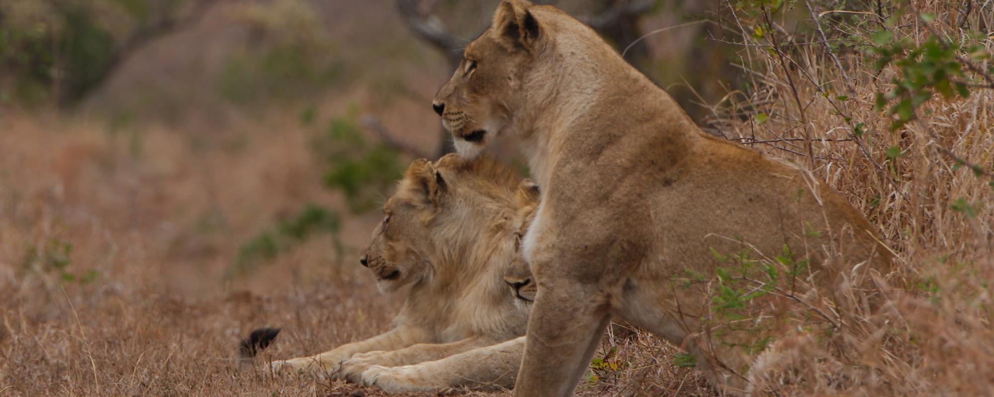 Löwenmutter mit ihren Soehnen - Manyoni Game Reserve