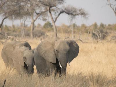 Elefanten im Hwange Nationalpark, Zimbabwe