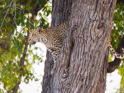 Leopard - Auf Safari in Botswana